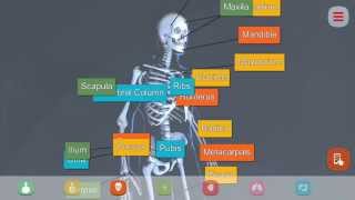 Human Anatomy 3D Mode