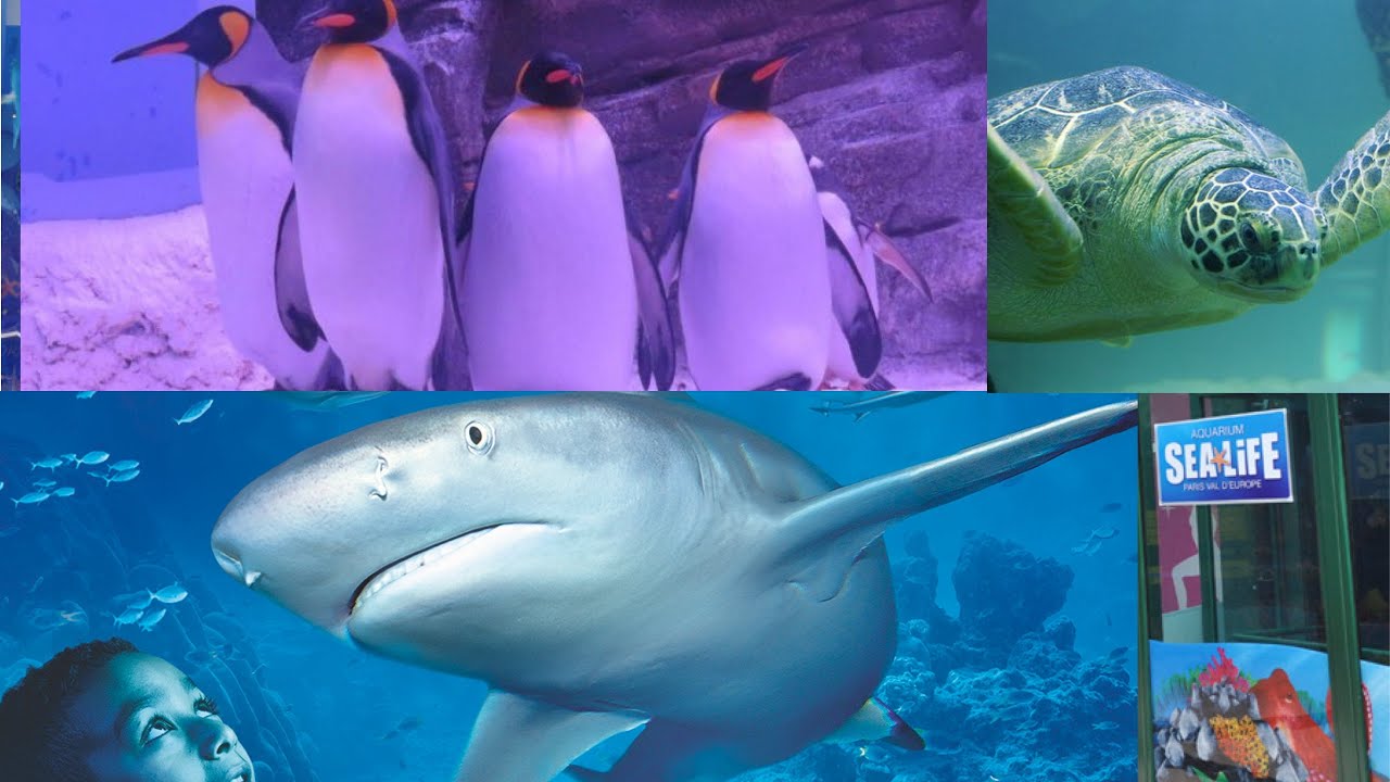 SEA LIFE AQUARIUM PARIS VAL D’EUROPE VISITE YouTube