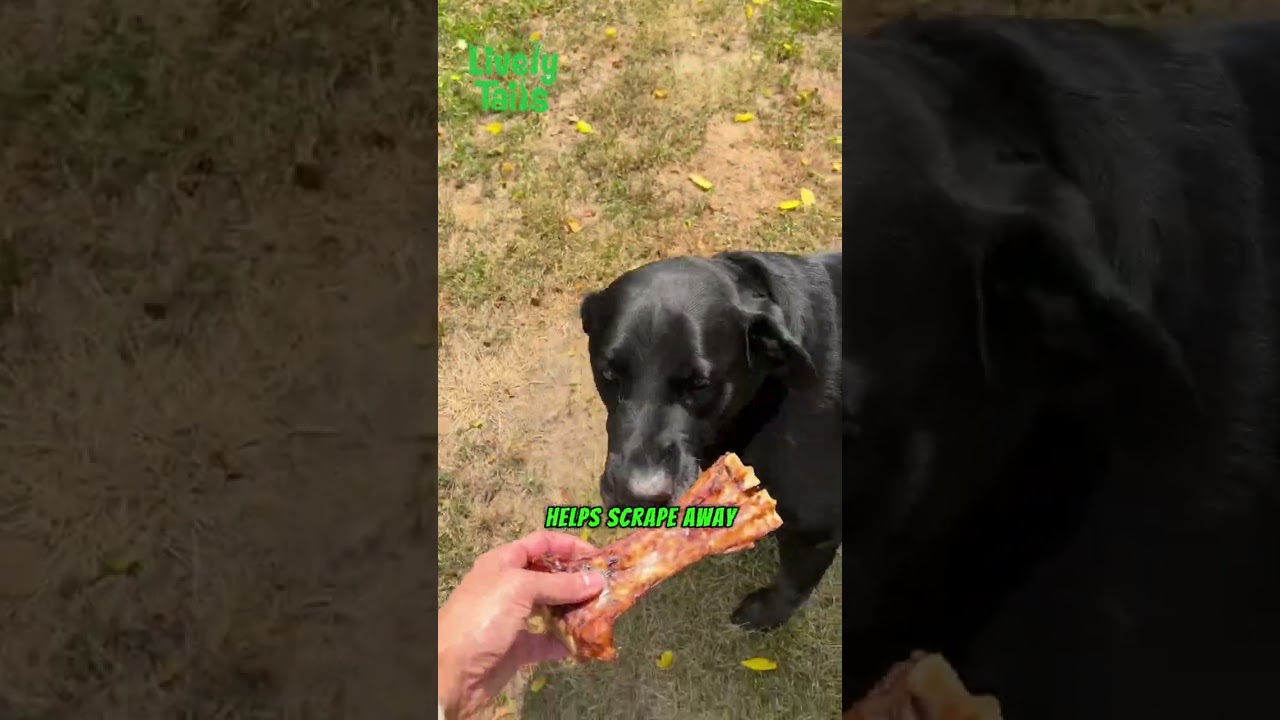 Can a Dog Treat Support Dental Health? Lively Tails Bone Review