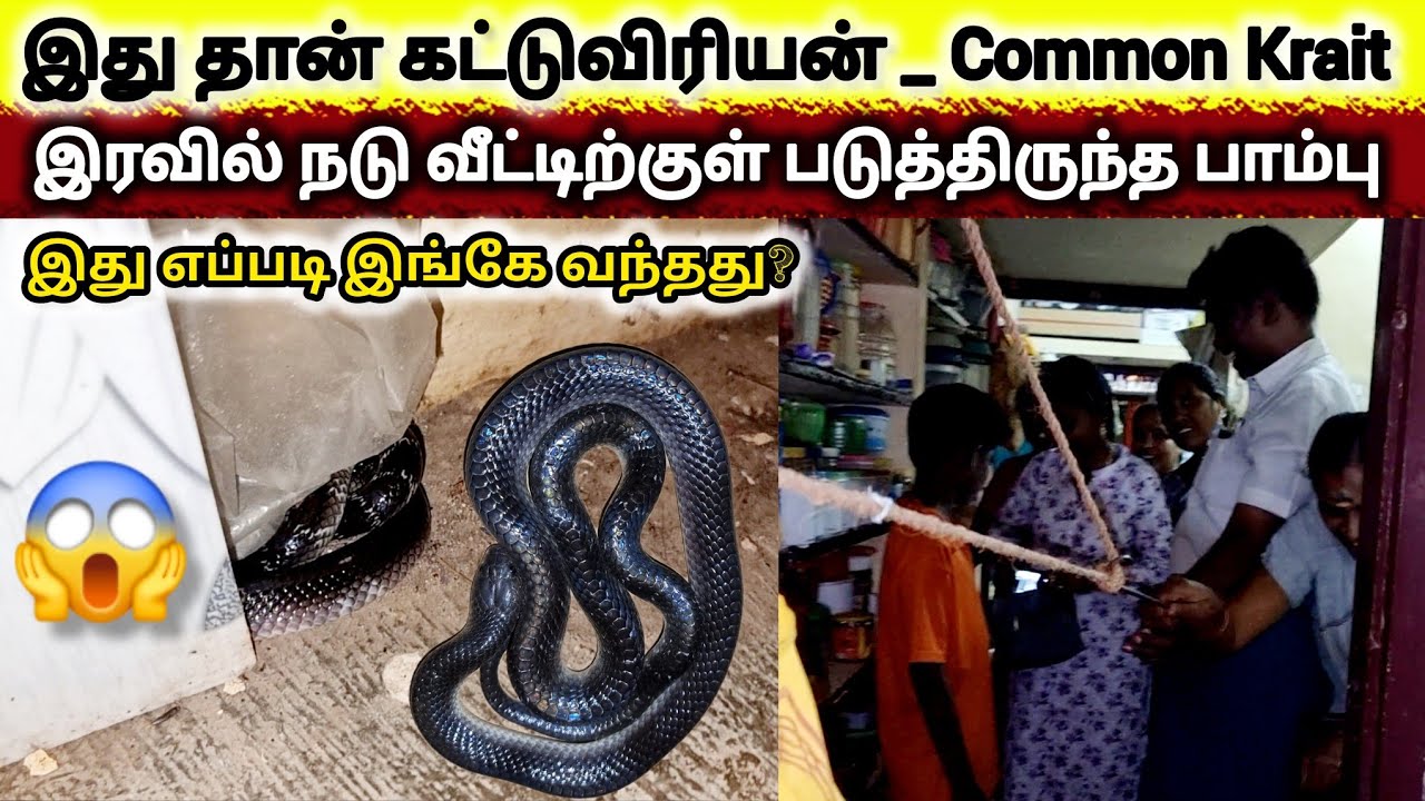 இந்த கட்டுவிரியன் பாம்பு வீட்டிற்குள் எப்போது வந்தது தெரியவில்லை | இது இருக்கும் இடத்தை பாருங்கள்🐍😲