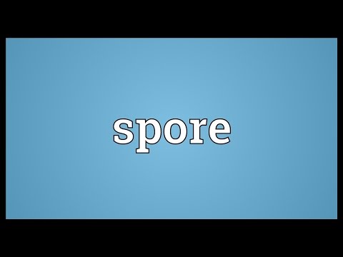 Spore Meaning