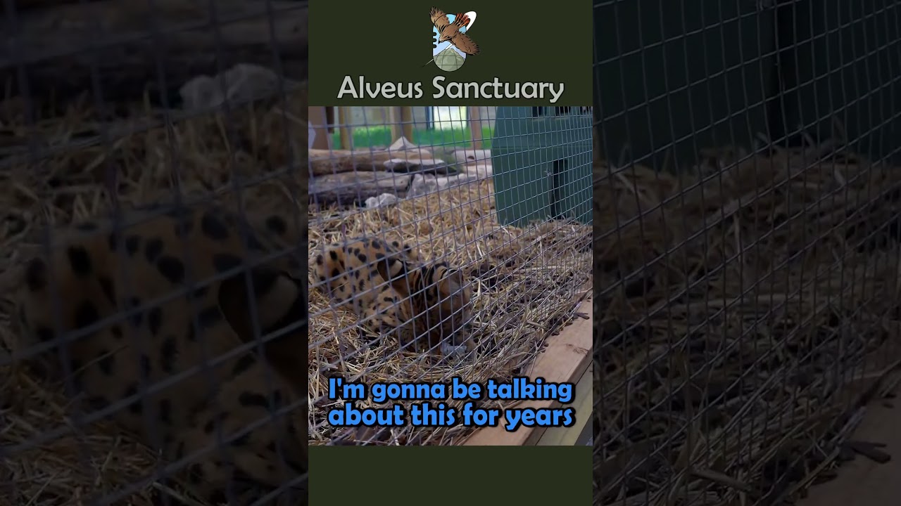 Jack meets our newest rescue #mayahiga #alveussanctuary #jacksepticeye
