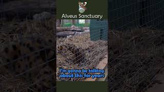 Jack meets our newest rescue #mayahiga #alveussanctuary #jacksepticeye