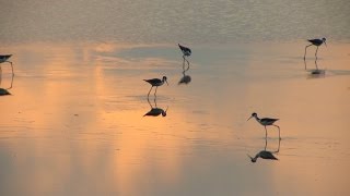 Belize birding Crooked Tree