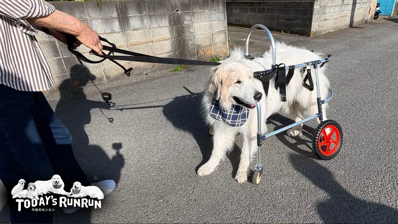 Part 2] Alan went to get a wheelchair made, just in case, even