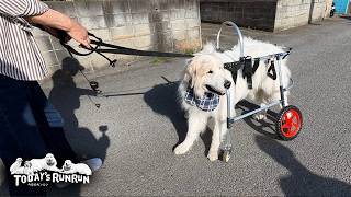 【後編】まだ必要無いけれど...念の為車椅子を作りにいったアランです　Great Pyrenees　グレートピレニーズ