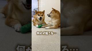 この後何かが起こります… #Shorts #shortvideo