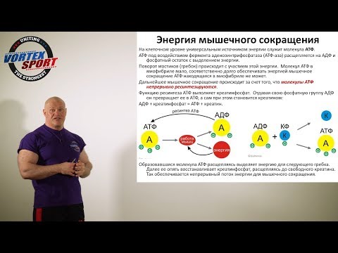 Энергия мышечных сокращений, АТФ и скорость. Лекция для спортсменов