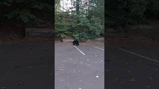Peaceful Bear Sniffing for Food