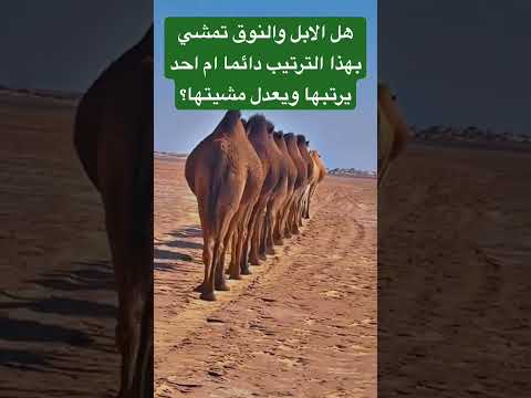 هل الابل والنوق تمشي بهذا الترتيب دائما ام احد يرتبها ويعدل مشيتها اكتب سبحان الله في التعليقات