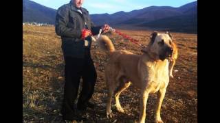 Erzurum Aslani Berez Soyu - Şafak Tuncer