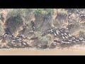 The Great wildbeest Migration 2017 Crossing Mara river.