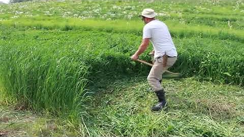 Cut Hay the Old Way - Scythe Revival