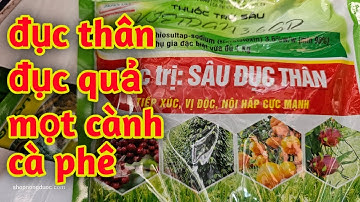 Hd476.Rắc gốc trị sâu đục thân đục quả mọt cành cà phê