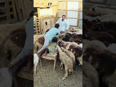 انا هشيل ال500ج حرام عليك والله تااابع01552482982  0128233716701116932249