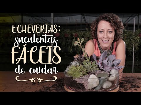 Vídeo: Echeveria: Crescendo E Cuidando Em Casa