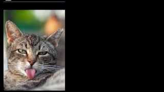 Funny Cat Wallpapers HD