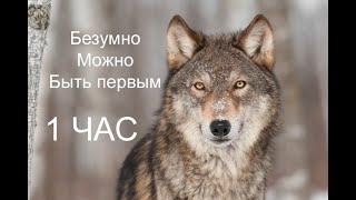 「 1 ЧАС 」БЕЗУМНО МОЖНО БЫТЬ ПЕРВЫМ - МУДРОСТЬ ВОЛКА