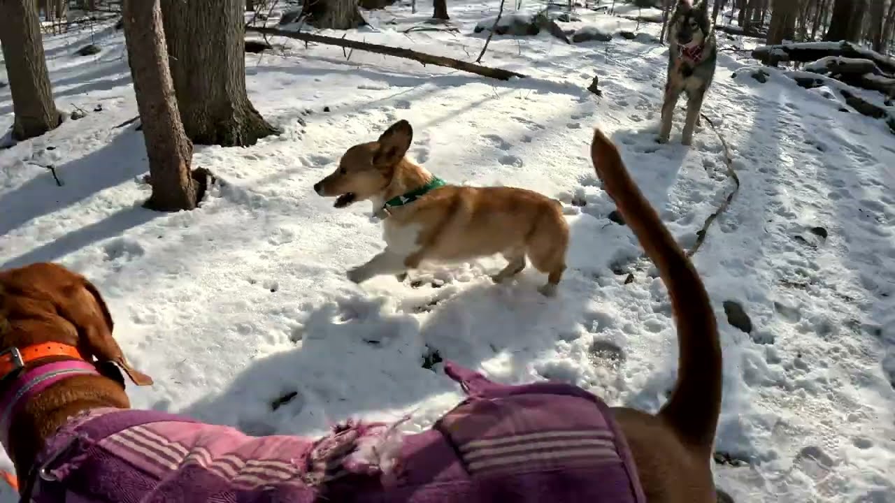 Dog Hiking Adventures with Frankie, Scarlett, Atlas, and Comet on 01/23