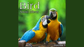 House Sparrow Chirps