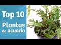 TOP 10 PLANTAS 🔟🌿 Ideas para tu acuario plantado
