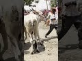 May 12, 2024🐄🐂 Bull,bail&amp; cow market in kashti maharashtra India