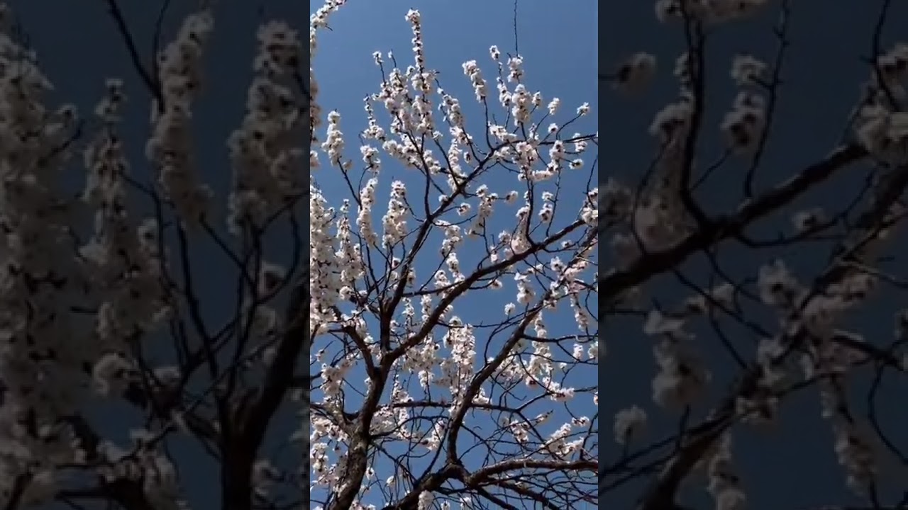 今天终于解禁出小区啦 封闭管控22天值得纪念一下 春已至花已开 盼疫散愿人安 共同抗疫 生活随拍 Youtube