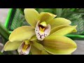 Свеженький завоз орхидей в Леруа Мерлен Мега Омск 6 апреля 2021г.