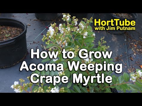 Wideo: Growing Acoma Crape Mirtles - Informacje o Acoma Crape Myrtle Trees