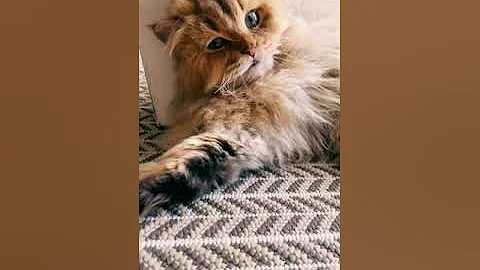 Video 8004371: golden british longhair cat
