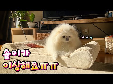 걷지도 못하고...간식도 안먹어요...<strong>솜이가</strong> 이상해요 ㅠㅠ