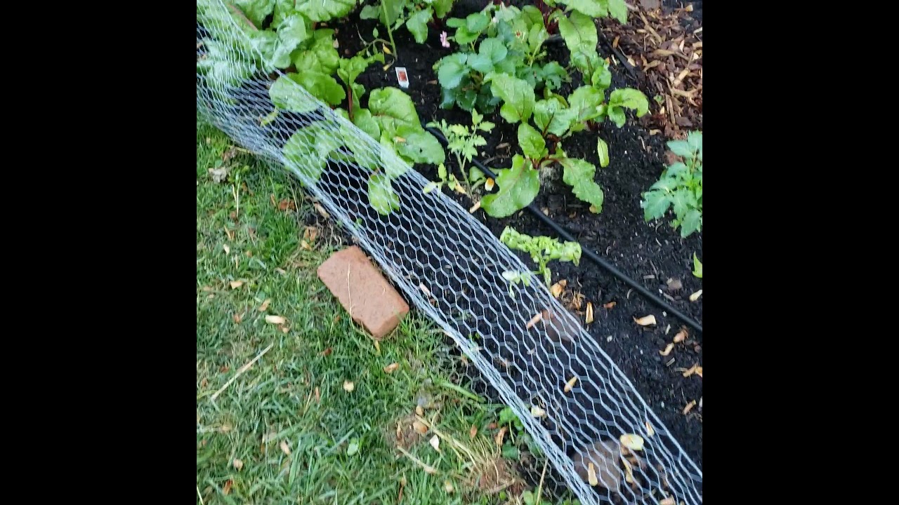 Succession Planting for Lettuce