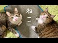 だって、猫だもん。vol.363