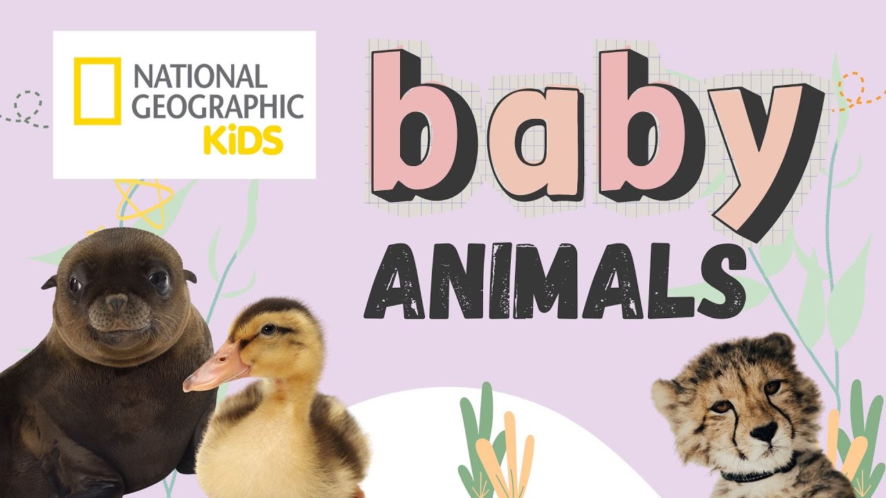 National Geographic Kids: Baby Animals 🐣 | Educational Video for Kids & Toddlers
