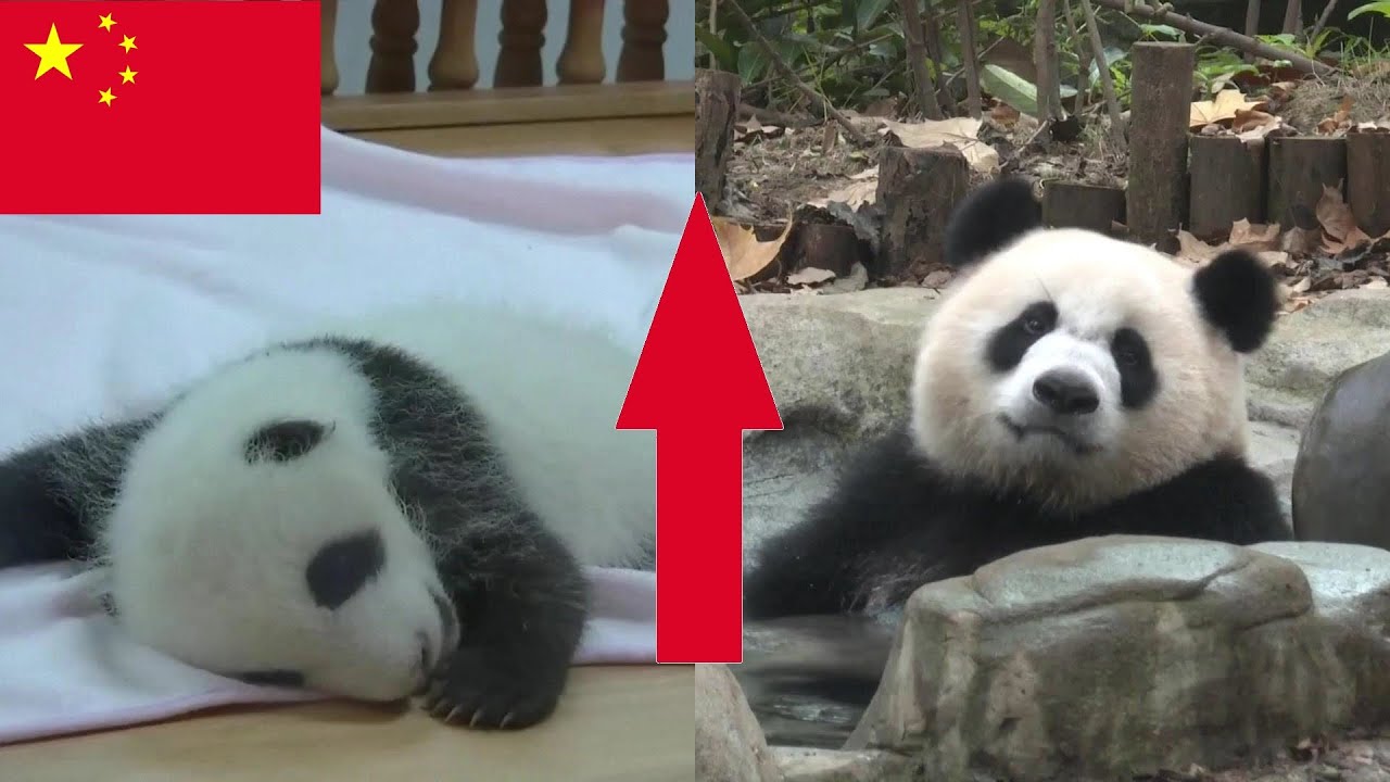 the-number-of-giant-pandas-in-china-is-increasing