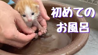 First bath by 猫’s（ネコズ ）チャンネル 6,582 views 1 year ago 4 minutes, 20 seconds