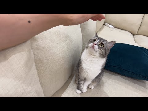 超ゆっくりなでなでしてみたら猫の反応がまさかのこうなった…