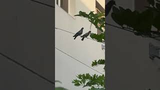 Subhanallah ❤️Good morning 🌞🌄#viral #follow