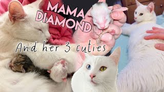 Rescue cat and the birth of her three premature kittens by HeyThere 107 views 1 year ago 42 minutes