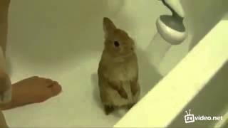 Позитивное видео Заяц в душе!!! Позитивное видео Заяц в душе!!!