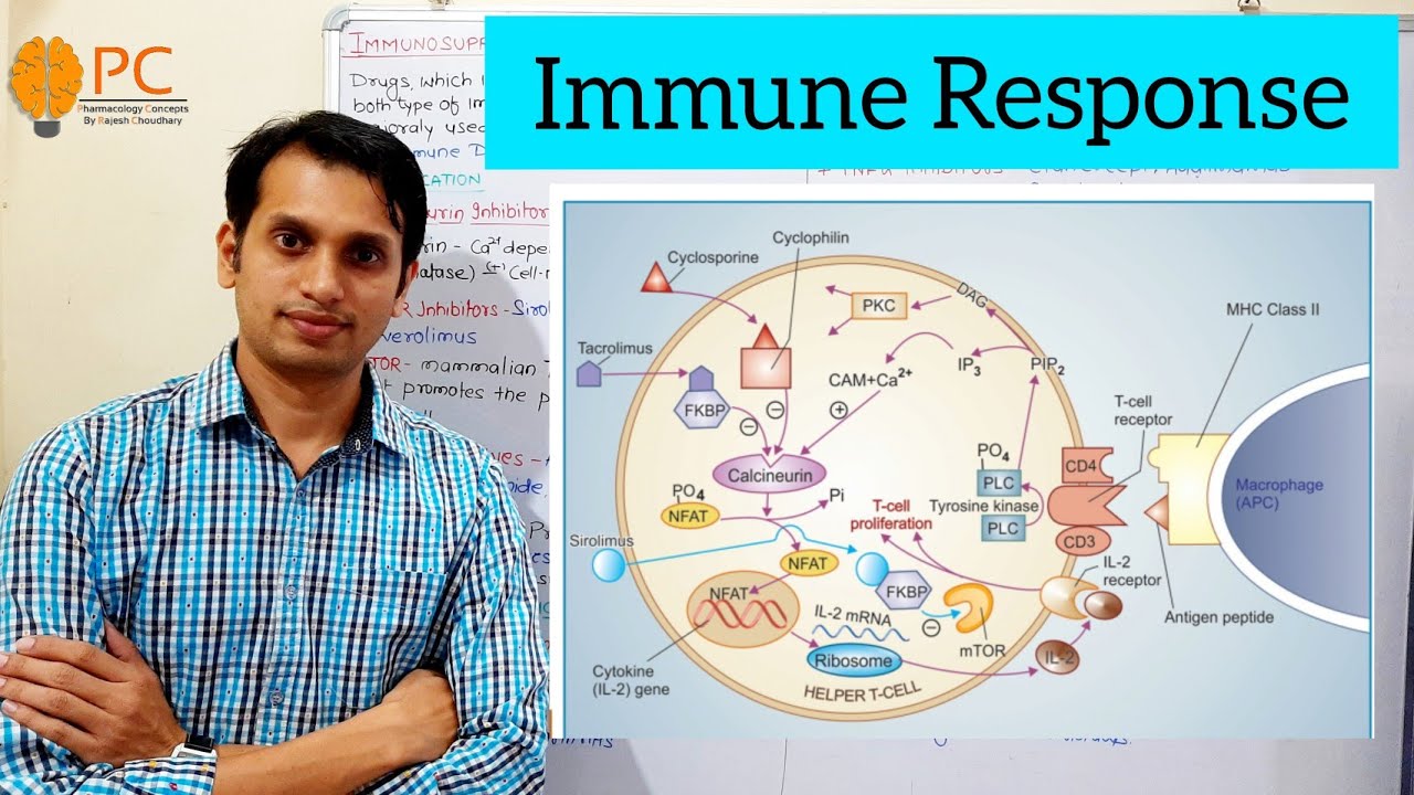 Immunosuppressant Drugs Part 1 Immune Responses And Mode Of Action immunosuppressant-drugs-part-1-immune-responses-and-mode-of-action
