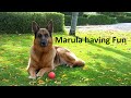 German Shepherd dog Marula having FUN!