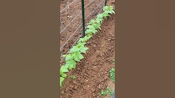 Pole Beans are getting ready to climb the trellis #garden #hatfieldcountry