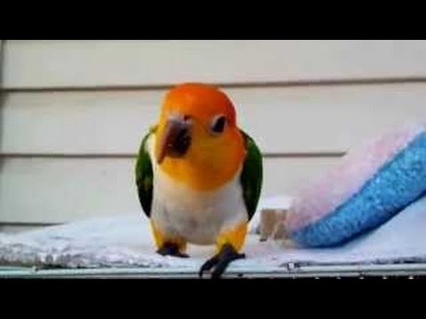 GOOFBALL CAIQUE GOOFBALL CAIQUE