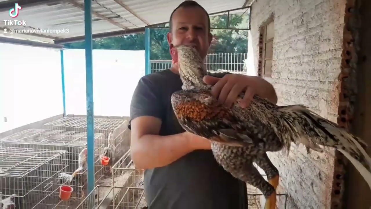 Mostrando a criação dessas belas e lendárias aves 🐦