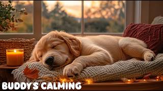 12 Hours of Relaxing Music for Dog🐶🎶Soft Piano to Ease Anxiety & Deep Relaxation💖Peaceful Sleep Aid screenshot 3