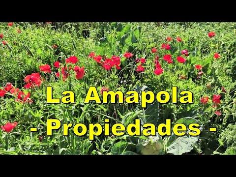 Video: ¿Para qué sirven las amapolas blancas?