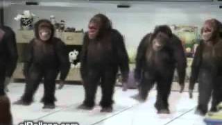 Monkey Tap Dance