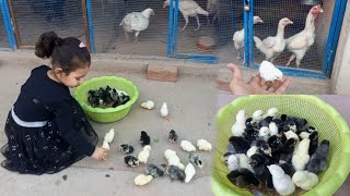 35 chicks care challenge 😍 / Rooftop chicken farming / Most beautiful chickens screenshot 5