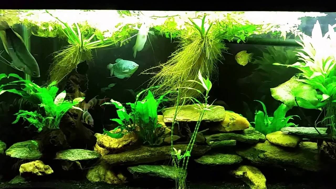 Why Boiled Peas Help With Swim Bladder Disease YouTube